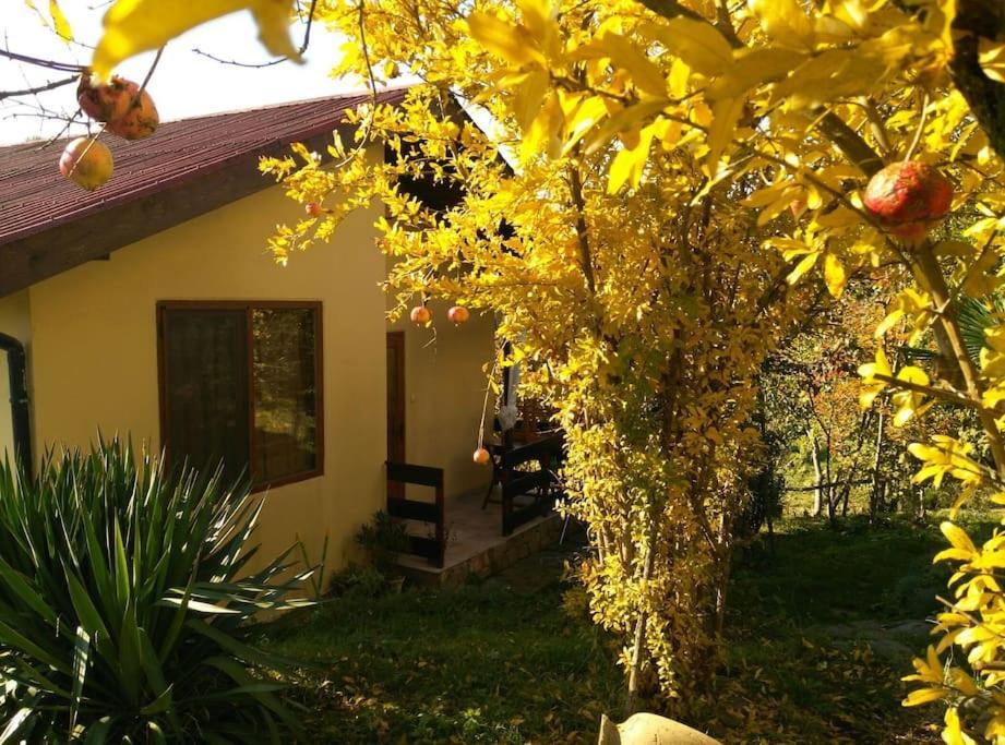 Yellow Villa Sinemoreț Exterior foto